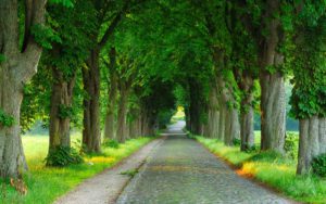 Road-with-Trees