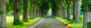 Our History Green Leafy Trees-Lining-Road
